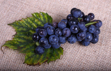 Wall Mural - Black wine grape on bagging