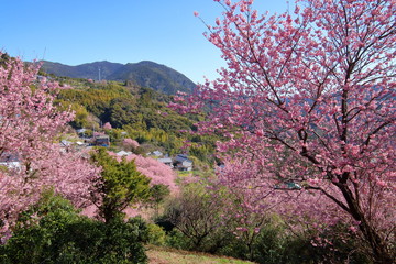 Wall Mural - 雪割桜の里　桑田山（高知県　須崎市）