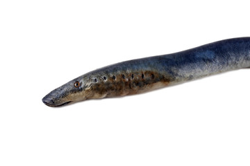 Canvas Print - Lamprey fish. Vampire.