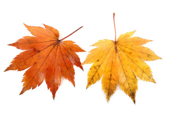 autumn maple leaf