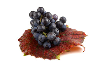 Canvas Print - Black wine grape on autumn leaf