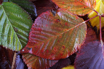 Wall Mural - Autumn leaves