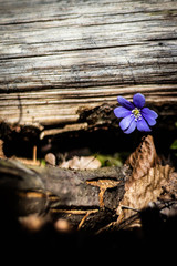 Wall Mural - wild hepatica flowers inthe spring sunny forest 