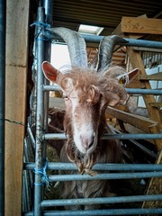 Goat behind the fence in the barn