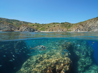 mediterranean sea, fish underwater and rocky coastline in the marine reserve of cerbere banyuls, spl