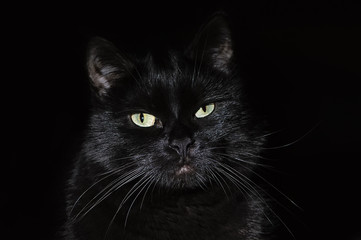 Wall Mural - Beautiful young black cat on a black background, looking at the camera. Portrait of a black cat