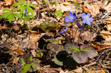 Fototapeta Tulipany - Blue beautiful early spring flowers in natural growth conditions in the forest. Liver leaves, liver, Hepatica nobilis. 