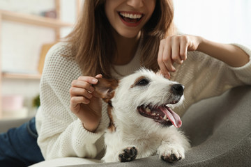 Wall Mural - Young woman with her cute Jack Russell Terrier on sofa at home, closeup. Lovely pet