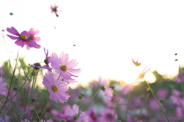 Wall Mural - closeup beautiful pink cosmos flower in the field with sunlight at morning, selective focus