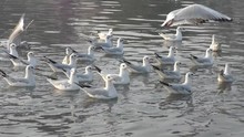 Migratory Birds Over Lake Of White Color And In Groups. These Birds Migrate From Siberia.