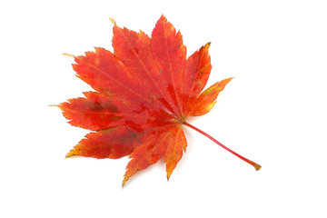 autumn maple leaf