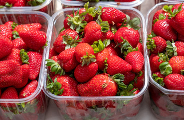 Wall Mural - fresh organic strawberries in plastic boxes sold at city farmers market