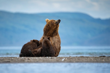 The Kamchatka brown bear, Ursus arctos beringianus catches salmons at Kuril Lake in Kamchatka, mother with cubs