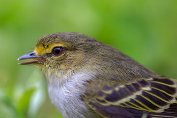 Macro photography of a little golden-faced tyrannulet bird, captured at highlands near the town of Villa de Leyva, in the Andean mountains of Colombia.