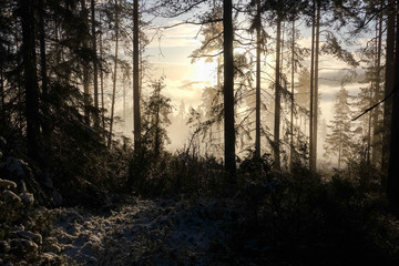  forest in fog winter norway