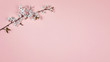 Cherry flowers on a pink background. Spring blooming branches, flat lay. Spring border background, flowering twig.