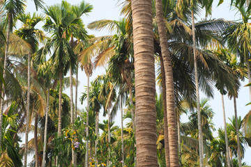 landscape of coconut trees on the beach in the morning. The concept of vacation, recreation.