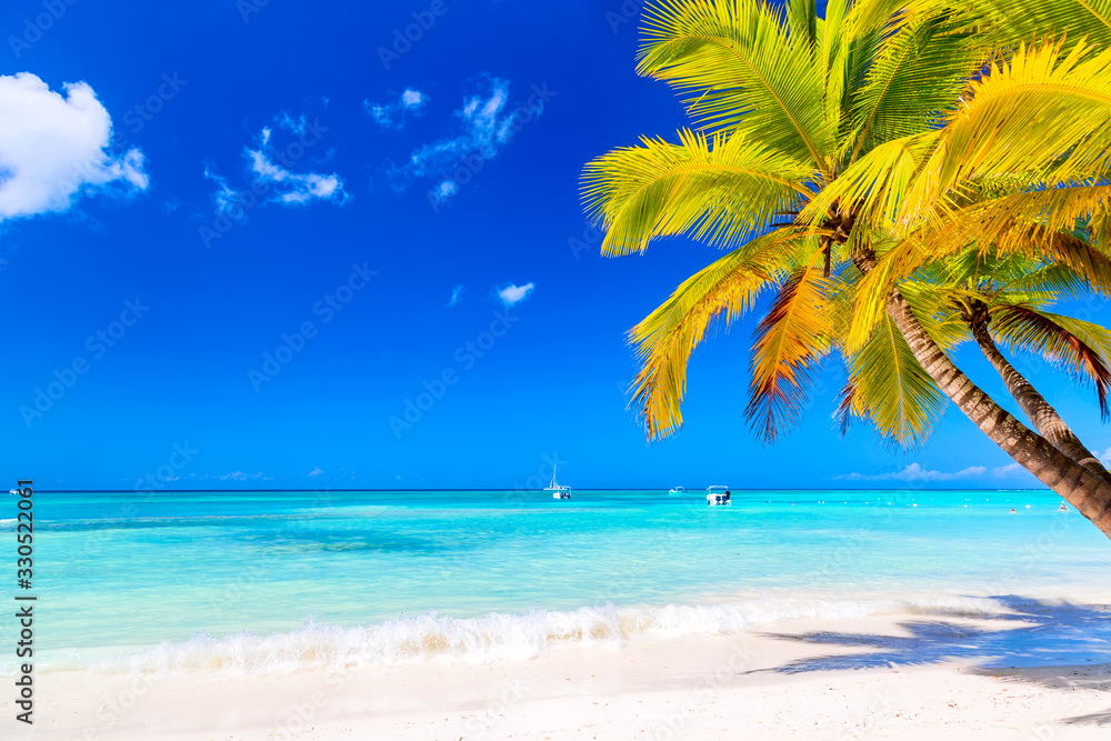 Palm tree on the caribbean tropical beach. Saona Island, Dominican Republic. Vacation travel background - obrazy, fototapety, plakaty 