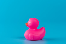 Pink Rubber Duck On Blue Background. Summer Minimal Concept.