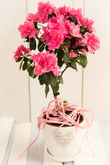 Wall Mural - pink azalea flower in a white pot.