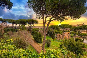 Wall Mural - The Colosseum in Rome at sunrise, Italy