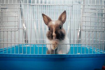 Wall Mural - home rabbit in a cage