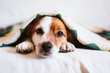 © Eva - cute jack russell dog covered with ethnic blanket sitting on the couch at home. Lifestyle indoors