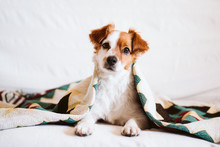 Cute Jack Russell Dog Covered With Ethnic Blanket Sitting On The Couch At Home. Lifestyle Indoors