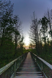 Fototapeta Pomosty - florida forest sunset