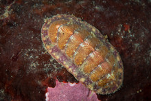 Mottled Red Chiton Underwater In The St. Lawrence River