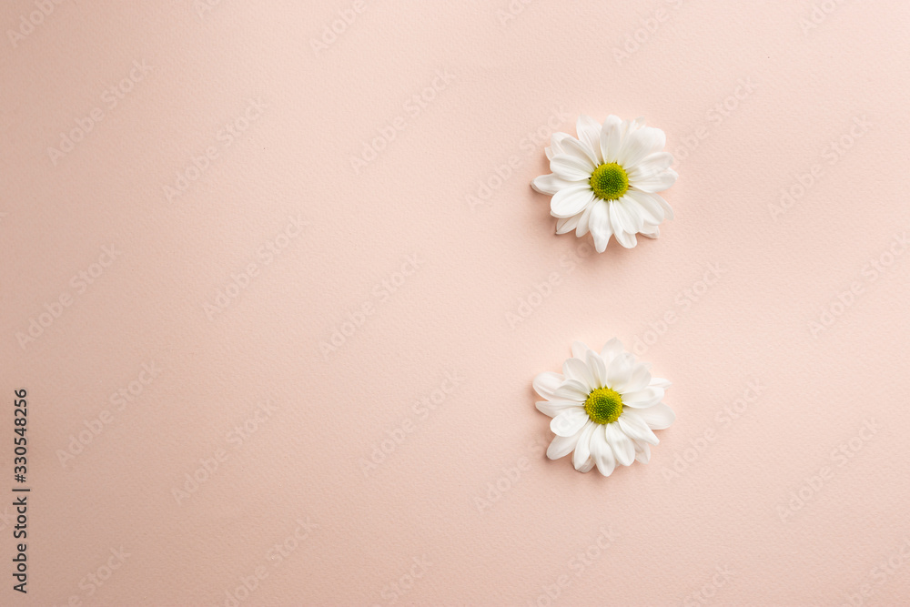 White chamomile flowers on a pink pastel background - obrazy, fototapety, plakaty 