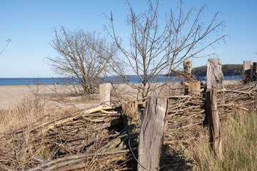 tree and old abandoned hedge on a beach by the sea