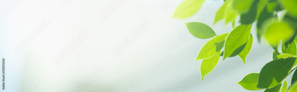 Close up beautiful nature view green leaf on blurred greenery background under sunlight with bokeh and copy space using as background natural plants landscape, ecology cover concept. - obrazy, fototapety, plakaty 
