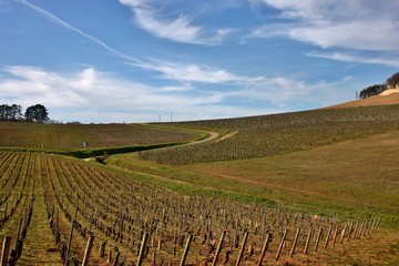 Poster - Vignoble de Rully dans la côte chalonnaise.