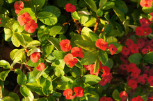Euphorbia Milii Or Crown Of Thorns Shrub With Red Flowers