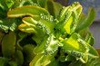Kalanchoe laetivirens or mother of thousands green plant 