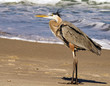 Great Blue Heron on the sand at the beach in Florida waiting for food