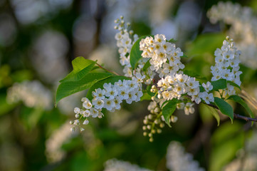 Prunus padus white flowering bird cherry hackberry tree, hagberry mayday tree in bloom, ornamental park flowers on branches