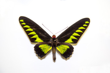 Beautiful bright butterfly Trogonoptera brookiana black with green rays isolated on a white background. The idea of the design concept with copy space to add text, Animals, insects