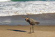 Great Blue Heron on the sand with its shadow at the beach in Florida waiting for food