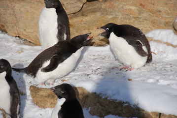 Wall Mural - group of penguins