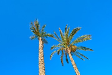 Two date palm trees on blue sky background