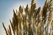 Reeds blowing in the wind at the beach with a sunburst shining through