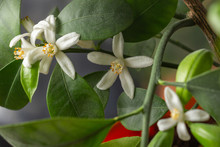 Small White Flowers Of Citrus Plant Calamondin, Citrofortunella Microcarpa, Citrus Madurensis With Light Green Young Leaves, Close-up With Selective Focus. Indoor Citrus Tree Growing