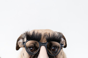 Wall Mural - Close up of funny pug dog wearing joke glasses with big eyebrows and big nose