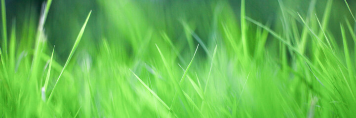 green grass background,the sun shines through the grass, texture