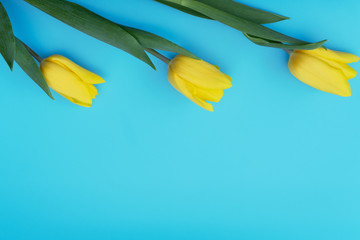 Yellow tulips on blue background. Mother Day, spring or spa and beauty concept. Greeting, invitation card. Flat lay, top view style with copy space for your text.