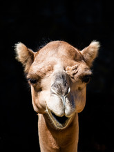 Detailed View Of Funny Smiling Camel. Front Portrait Isolated On Black Background