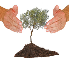 OLive tree and farmers' hands