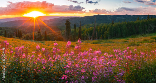 Fotografía wildflower sunset panorama in the Colorado Rockies, USA.